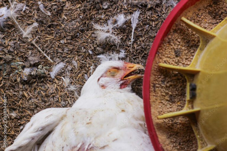 Chickens processed in thermal dehydrator